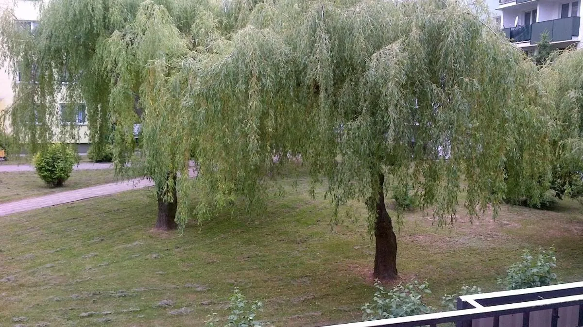 Zielona Herbowa — 6